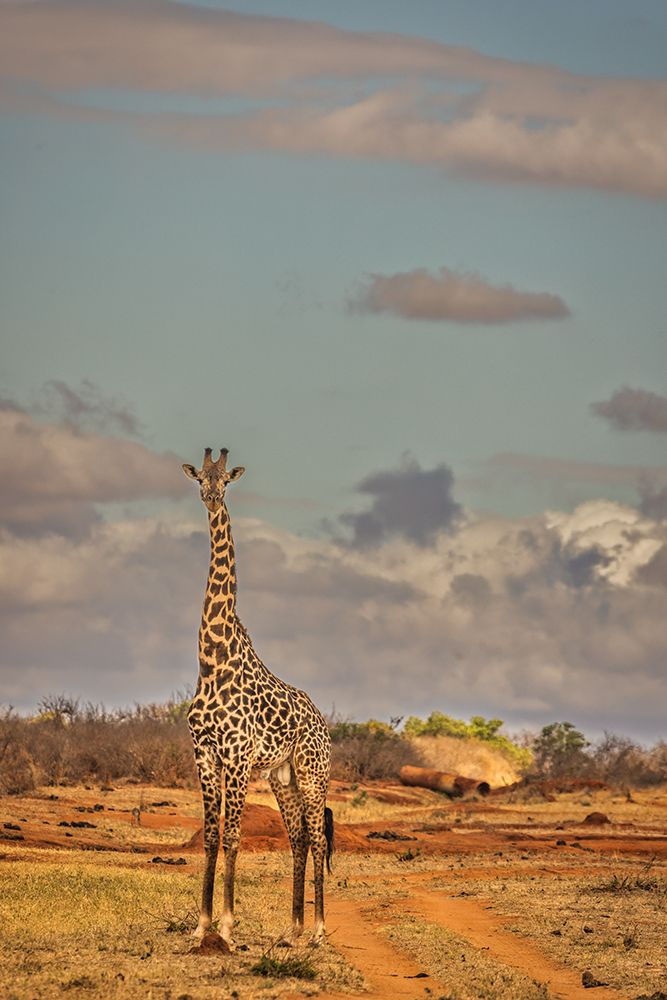 Giraffe-Tsavo West National Park-Africa